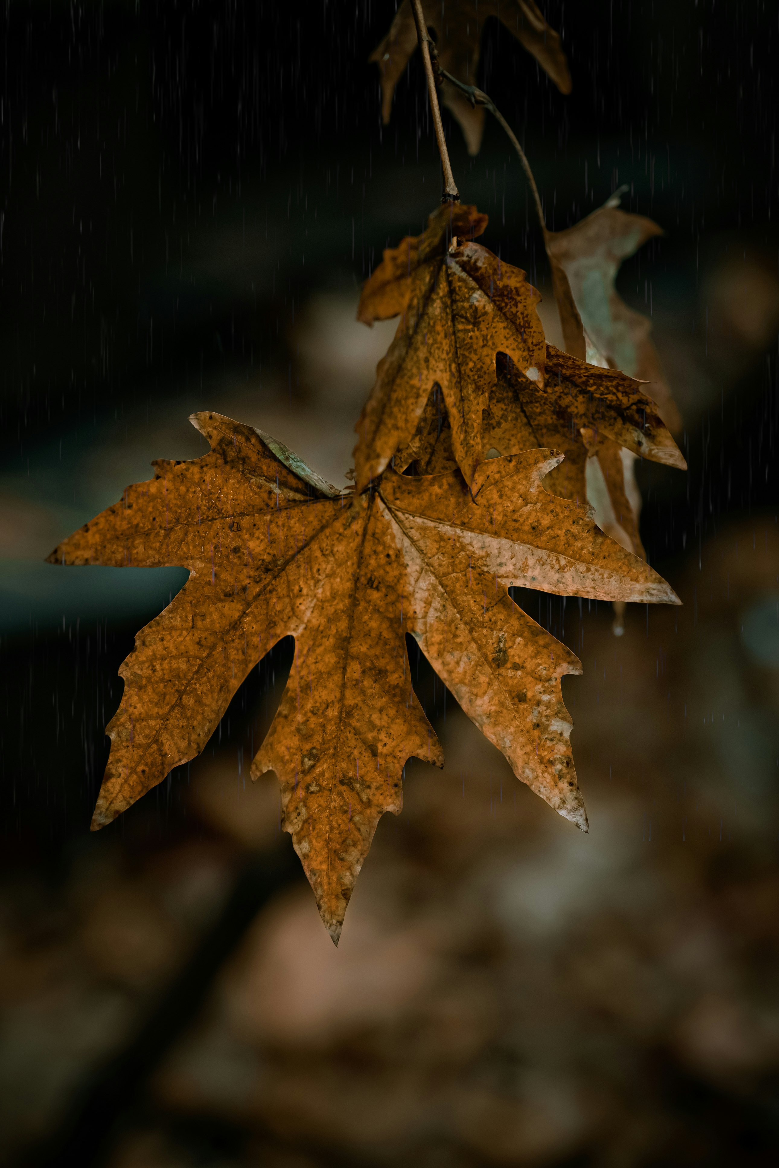 withered palmate leaf